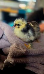 Cochin kriel kuikens, Dieren en Toebehoren, Pluimvee, Meerdere dieren, Kip