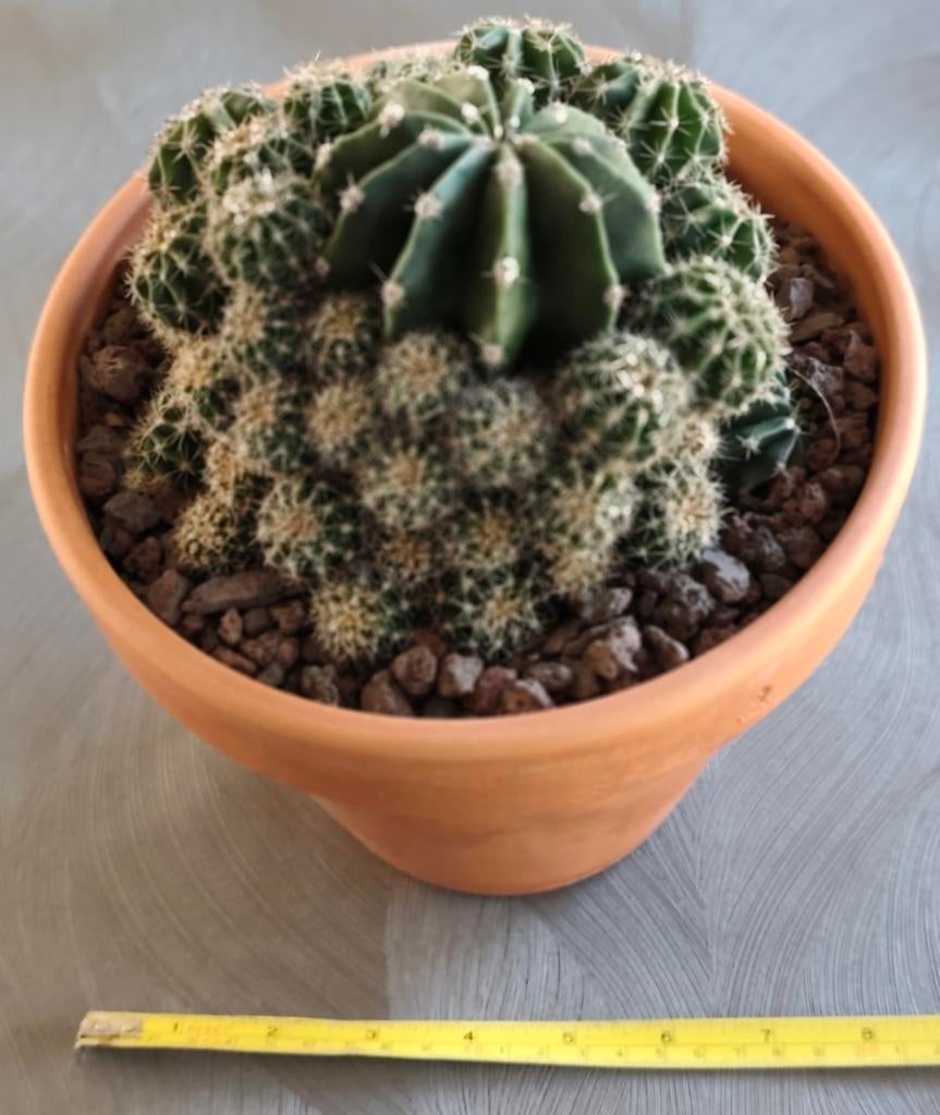 Echinopsis Oxygona Caespitosa in terracotta pot, Ophalen