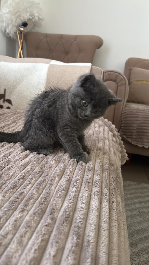 Britse korthaar kitten, Dieren en Toebehoren, Katten en Kittens | Raskatten | Korthaar, Poes, 0 tot 2 jaar