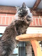 Blue Smoke poes met stamboom!, Dieren en Toebehoren, Poes, Met stamboom, 0 tot 2 jaar