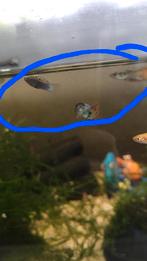 Guppy's 3 1 euro het stuk, Dieren en Toebehoren, Vissen | Aquariumvissen