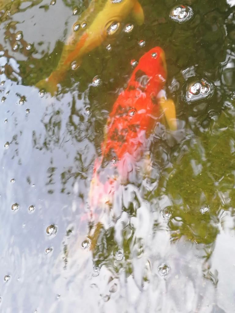 9 poissons koï japonais, Animaux & Accessoires, Poissons | Poissons d'étang