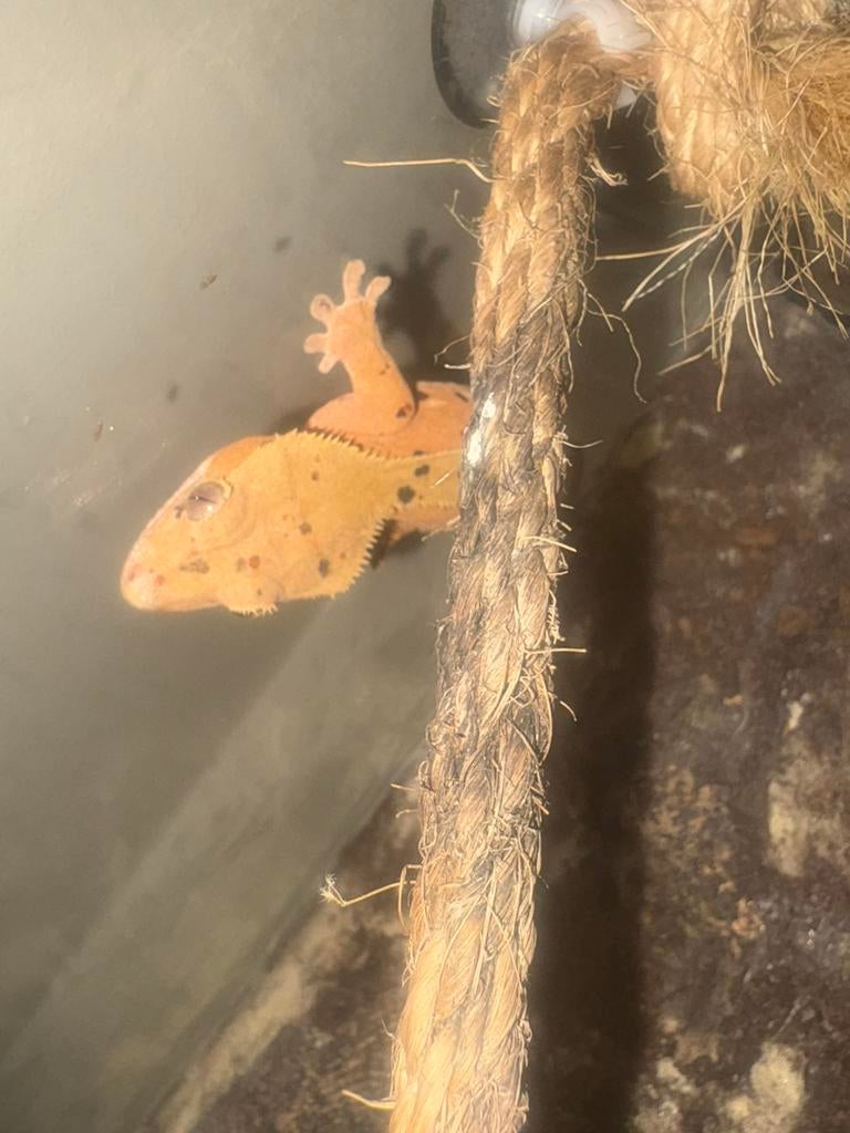 Wimpergekko, Dieren en Toebehoren