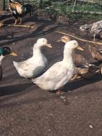 Koppel pekingeenden, Dieren en Toebehoren, Pluimvee, Meerdere dieren, Eend