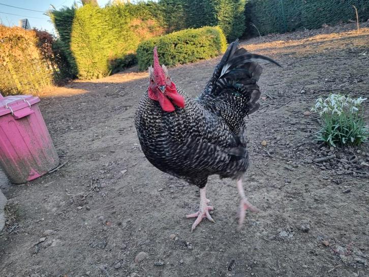 Mechelse koekkoek haan, Dieren en Toebehoren, Pluimvee, Kip, Mannelijk