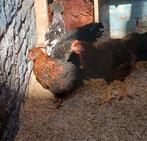 Kippen hanen  cochin rod island Australorp, Dieren en Toebehoren