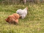 Cochin kriel hennen, Dieren en Toebehoren, Vrouwelijk, Kip