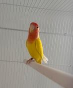 Rosicolli female à vendre