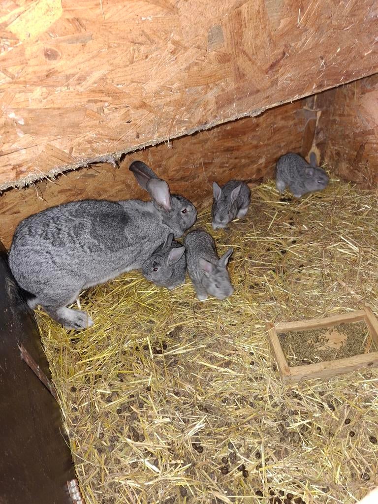 Vlaanse reus, Sexe inconnu, Grand