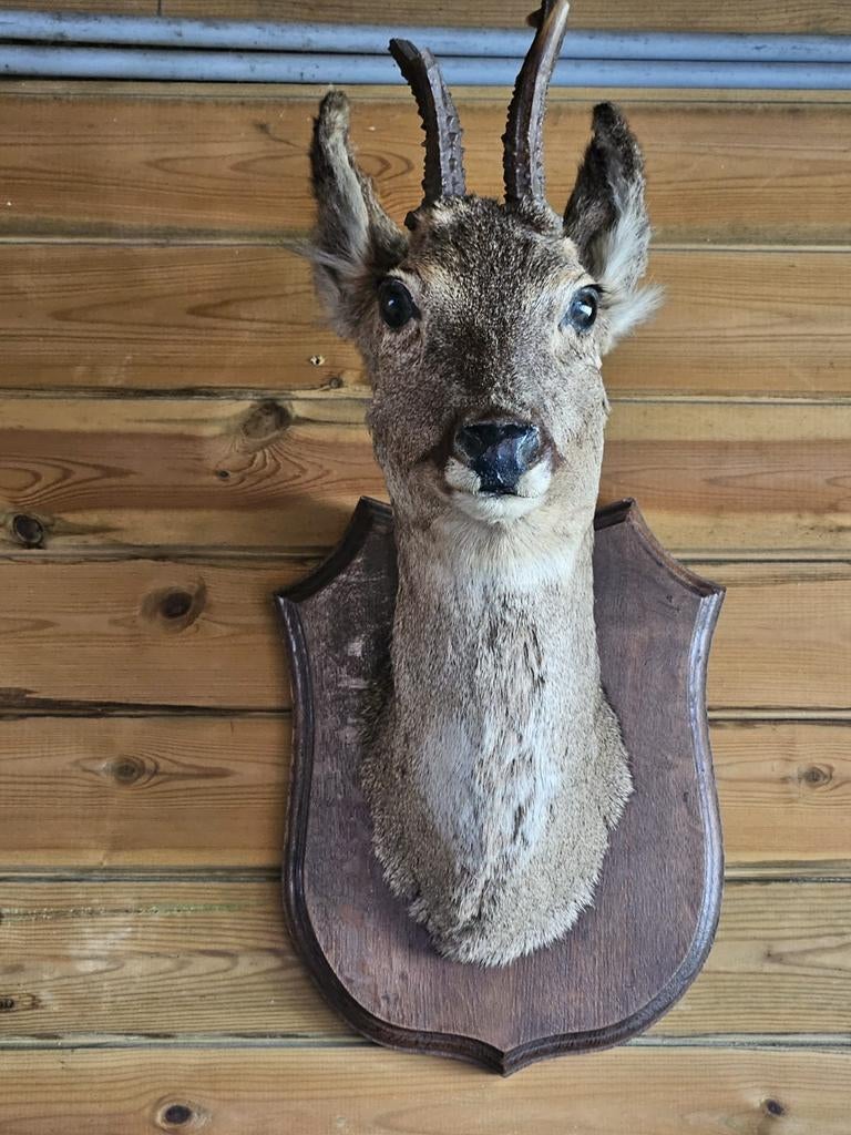 BEVROREN HERTENKOP

Dit is een prachtig gemodelleerd, opgeze, Ophalen of Verzenden, Hert