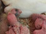 Bébés calopsittes, Animaux & Accessoires, Perruche, Domestique