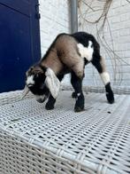 4 Chevreau femelle février - mars 2026, Femelle, Chèvre, 0 à 2 ans