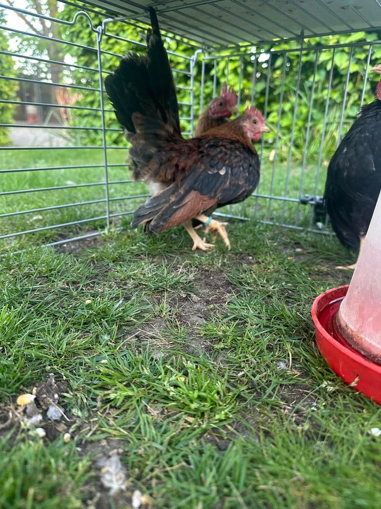 Serama’s, Dieren en Toebehoren