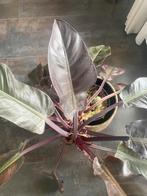 Een philodendron met goudkleurige pot, Huis en Inrichting, Kamerplanten, Ophalen, Halfschaduw