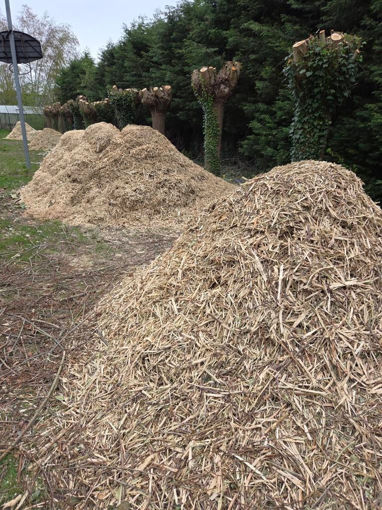 Hakseling "Schors" Knotwilgen, Enlèvement