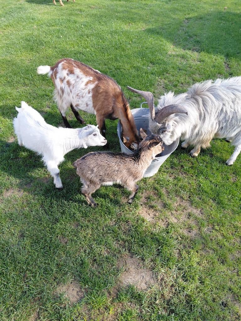Dwerggeit, Dieren en Toebehoren