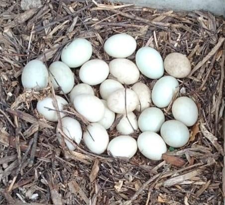 Broedeieren zijdehoen, Dieren en Toebehoren, Meerdere dieren, Kip