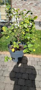 citroenboom, Ophalen