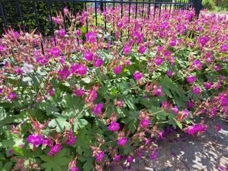 Bodembedekkers geraniums 40st per bak /8,00 euro, Tuin en Terras, Planten | Tuinplanten, Vaste plant, Bodembedekkers, Halfschaduw