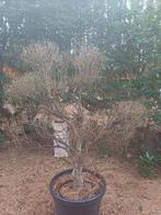 enkianthus bonsai, Jardin & Terrasse, Plantes | Arbres, Enlèvement