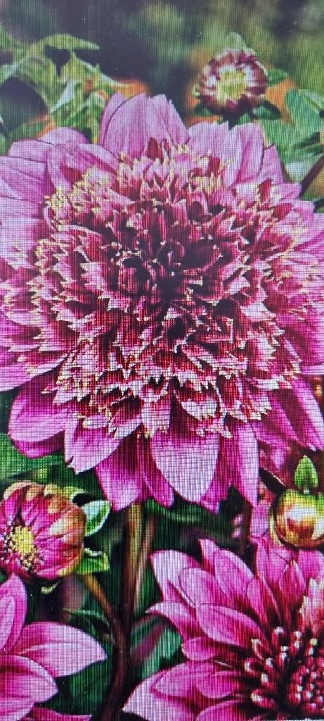 Dahlias, Tuin en Terras, Ophalen of Verzenden, Voorjaar, Volle zon, Knol