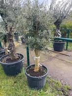 ‼️Olijfbomen olea europaea aan promoprijzen ‼️, Enlèvement