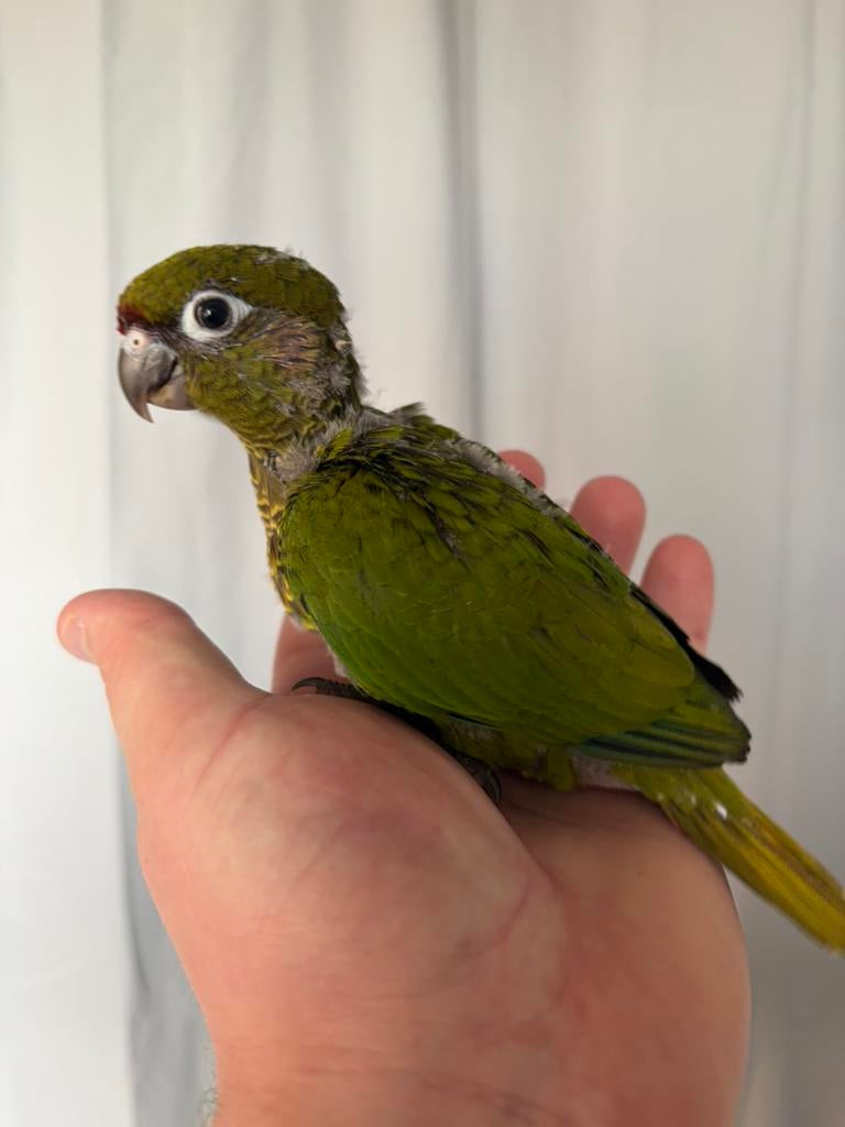 Frontale naad van Pyrrhura, Mannelijk, Papegaai