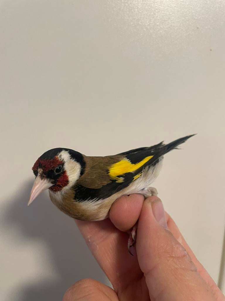 Chardonneret parva, Animaux & Accessoires, Oiseaux | Oiseaux Autre