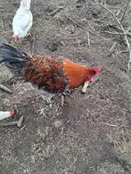 Maran haan, blauw koper., Dieren en Toebehoren