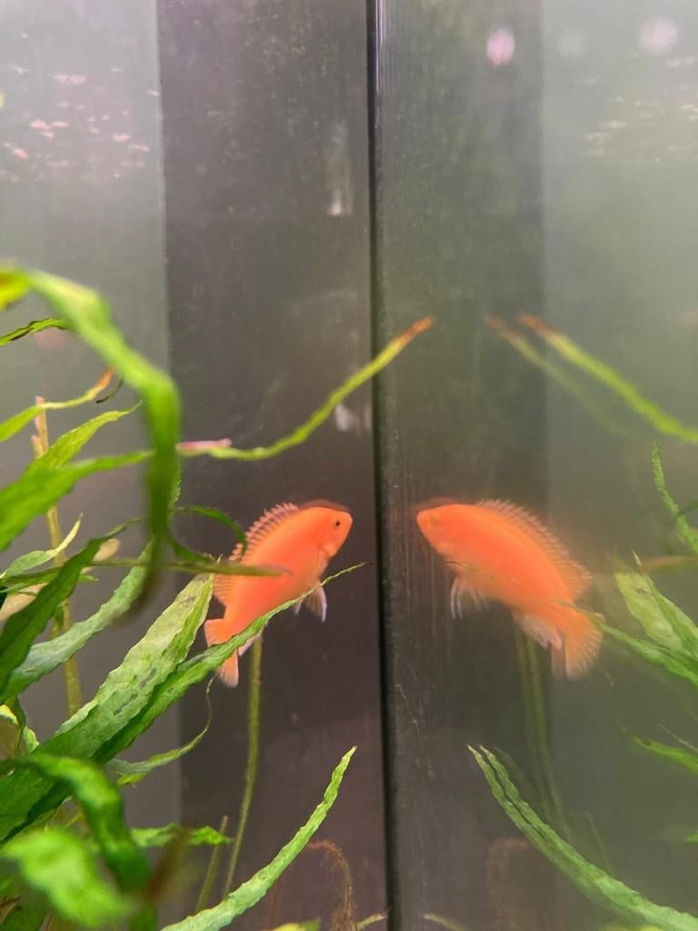 Gele Afrikaanse Cycliden, Vis, Zoetwatervis