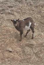 Bouc nain, Enlèvement