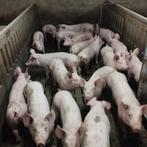 loonkweekstallen voor varkens gevraagd, Ophalen