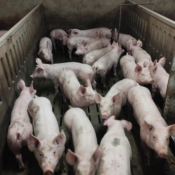 loonkweekstallen voor varkens gevraagd, Zakelijke goederen, Landbouw | Veevoer, Ophalen