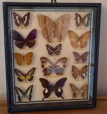 Papillons de collection sous cadre  vitré beschikbaar voor biedingen