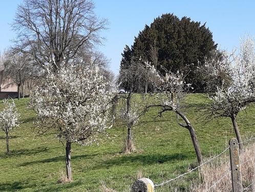 Vakantiehuis in de bloesems van Haspengouw, Sint-Truiden, Vakantie, Vakantiehuizen | België, Limburg of Luik, Boerderij of Cottage