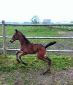 hengst, Dieren en Toebehoren, Hengst, Springpaard, Gechipt, 0 tot 2 jaar