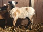 Mouton camerounais, jeune chèvre, Animaux & Accessoires, Mâle, Mouton, 0 à 2 ans