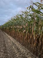 Mais op stam 2,75 ha deinze, Ophalen