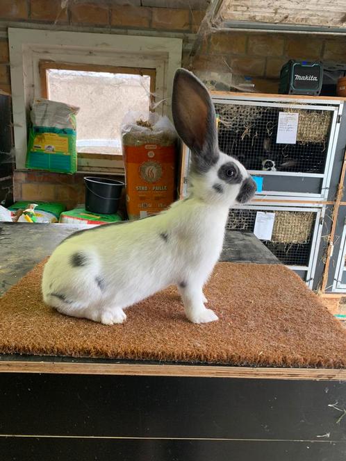 groot lotharinger rammen zuiver wit blauw, Dieren en Toebehoren, Konijnen, Groot, Mannelijk, 0 tot 2 jaar