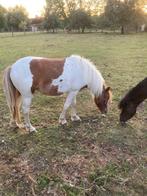 Pony te koop, Dieren en Toebehoren, Pony's, 0 tot 2 jaar, A pony (tot 1.17m), Onbeleerd, Recreatiepony