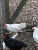 Witt leghorn