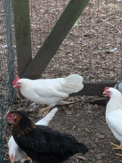 Witt leghorn, Dieren en Toebehoren, Pluimvee