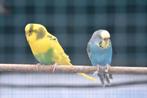 parkieten, Animaux & Accessoires, Oiseaux | Perruches & Perroquets, Perruche