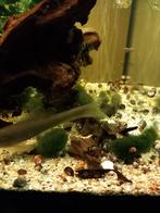 200 voor 8 euro: 0,04 euro per stuk + gratis
Slakken plannen, Dieren en Toebehoren, Vissen | Aquariumvissen