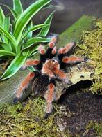 Brachypelma boemhei, Dieren en Toebehoren
