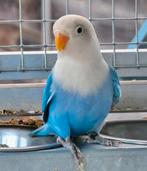 Koppel mooie dwergpapegaaien / Fischeries, Dieren en Toebehoren, Vogels | Parkieten en Papegaaien, Meerdere dieren, Dwergpapegaai of Agapornis