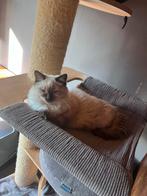 Ragdoll kittens, Meerdere dieren, Gechipt, 0 tot 2 jaar