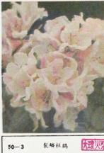 lucifermerk luciferetiket #193 bloemen (50-3), Boîtes ou marques d'allumettes, Envoi, Neuf