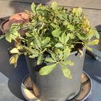 Meerjarige tuinplant Helleborus niger in grore kweekpot, Ophalen of Verzenden, Winter, Vaste plant