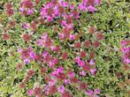 Thymus praecox ‘Red Carpet’, Ophalen, Volle zon